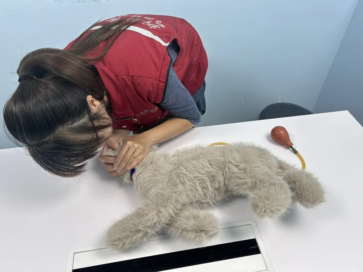 新北市推廣貓咪CPR:愛貓人士的生命線