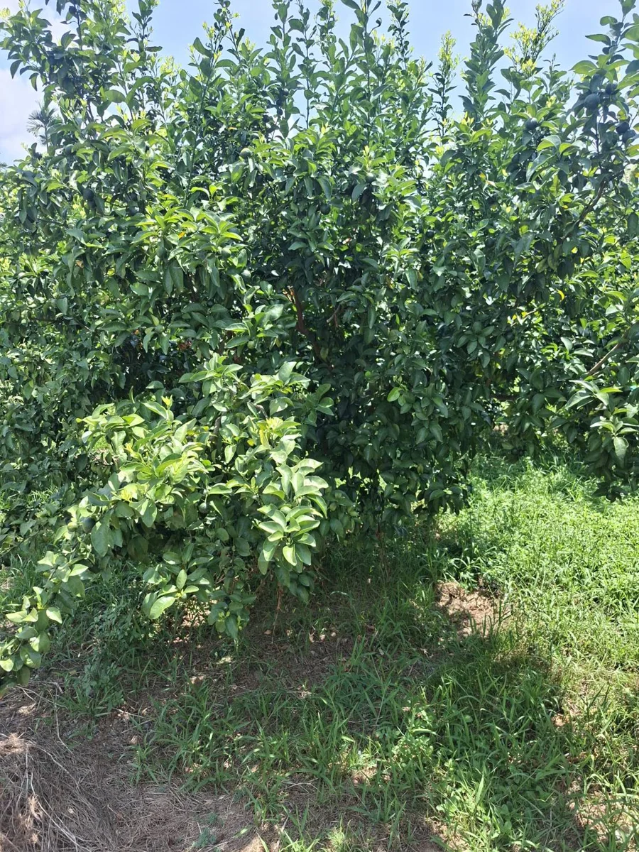 圖片來源:花蓮縣政府