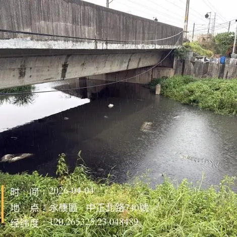 永康排水溝驚見「魚群暴斃」!水利局連假急出動打撈,原因待查