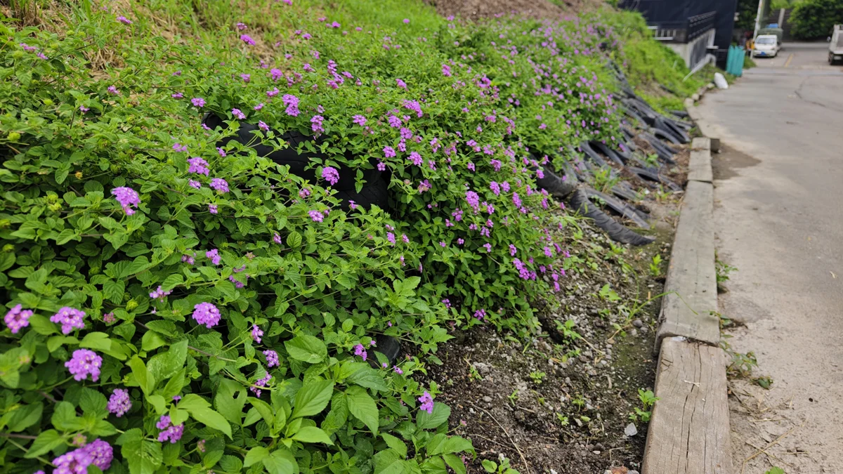 神岡掩埋場華麗轉身!環保局自製堆肥種植蔓馬纓丹 棒壘球園區將迎浪漫紫色花海