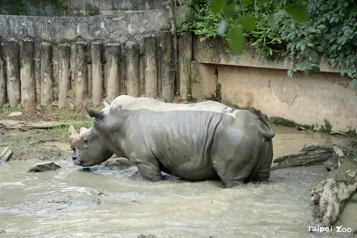 台北動物園夏日消暑 一起親水玩樂趣!