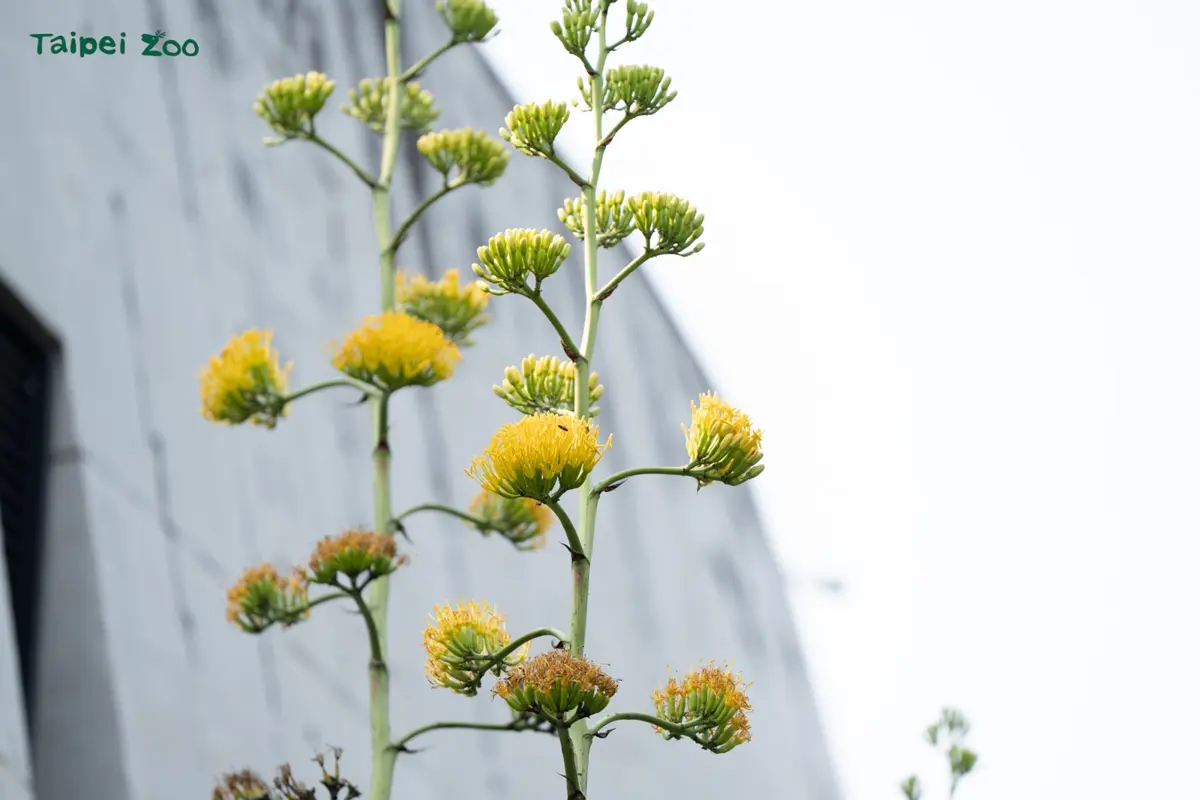 一生一次的告別!北市動物園7株「世紀之花」龍舌蘭齊綻放,5米高花莖畫面超震撼