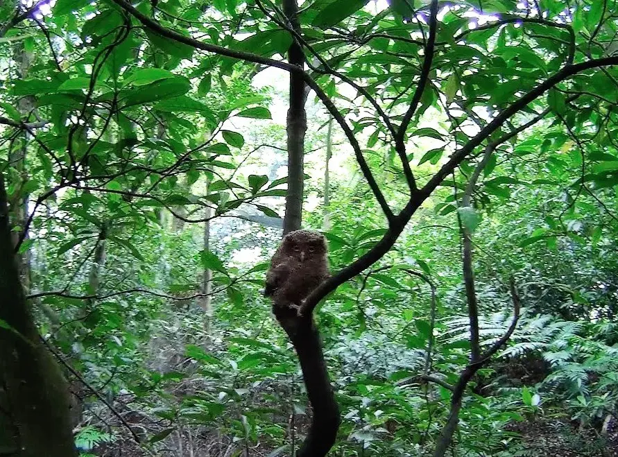 新北野生動物救援量3年翻倍!動保處推「救援SOP」 科學化評估助傷病動物回家