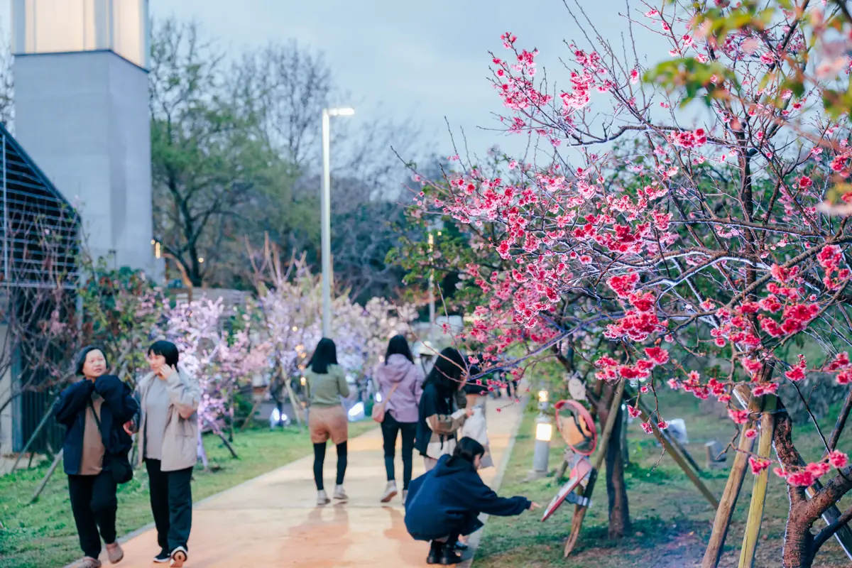 新竹公園櫻花季狂吸19萬人!錯過再等一年,賞花秘訣與後續活動大公開