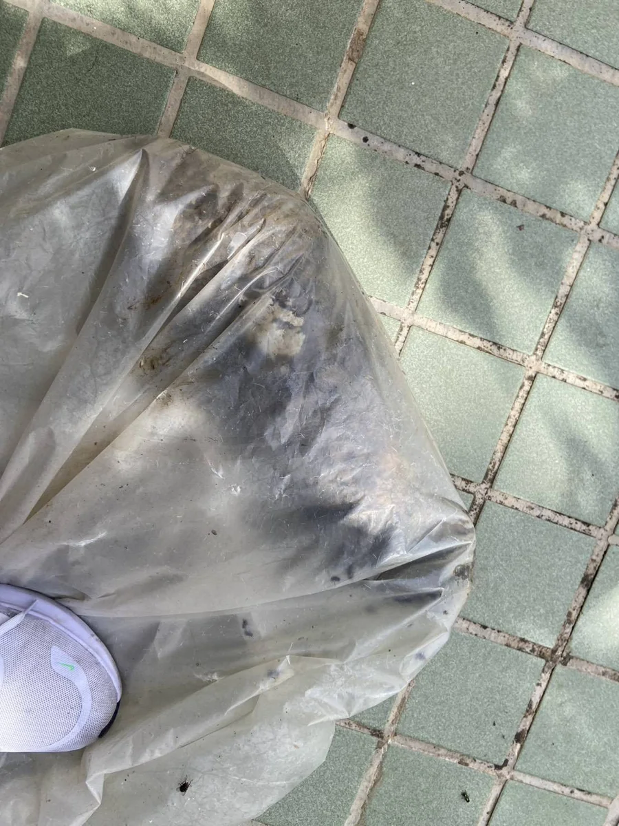 網傳達仁鄉犬隻咬傷穿山甲!台東縣府急派員調查:飼主放任恐觸法