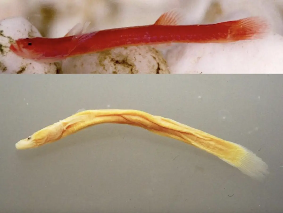 花蓮溪流發現世界唯一新屬淡水魚「花蓮臺塘鱧」