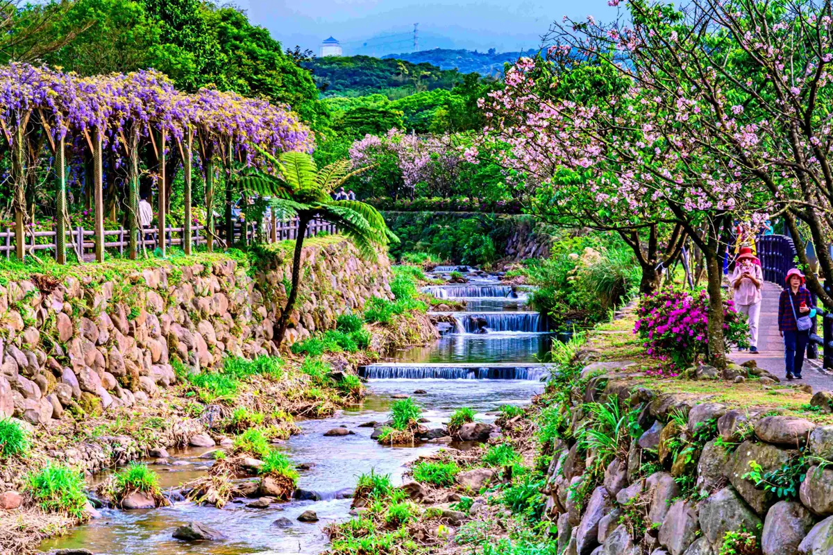 北海岸紫色風暴來襲!淡水、三芝千株紫藤接力綻放,浪漫農村遊程懶人包