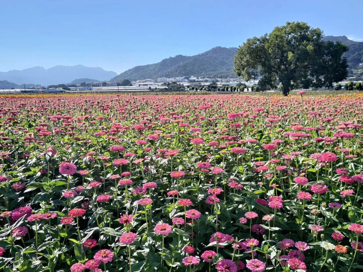 圖片來源:臺中市政府