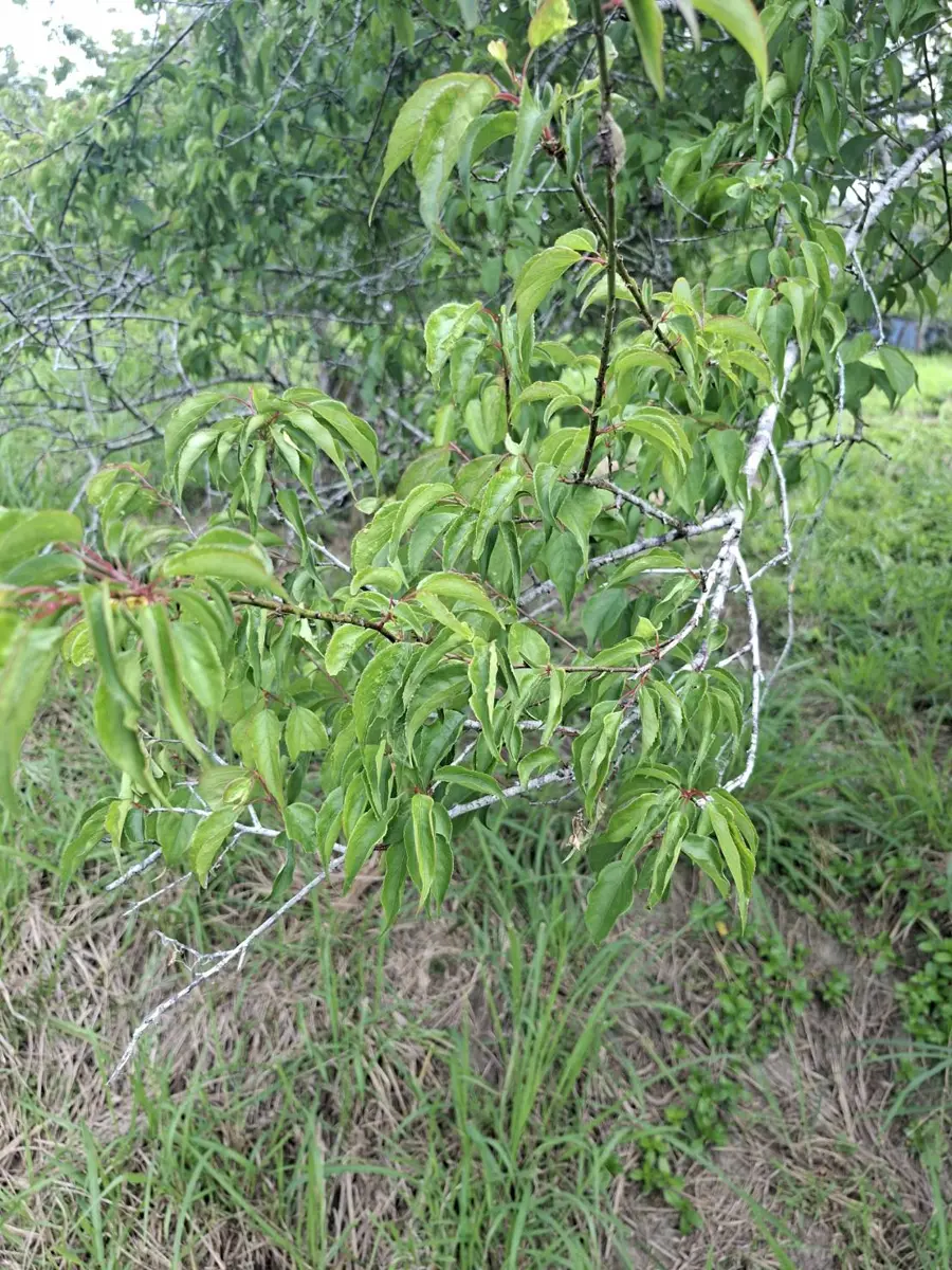 富里梅子慘了！1月乾旱釀3成災損 徐榛蔚急勘災爭取現金救助