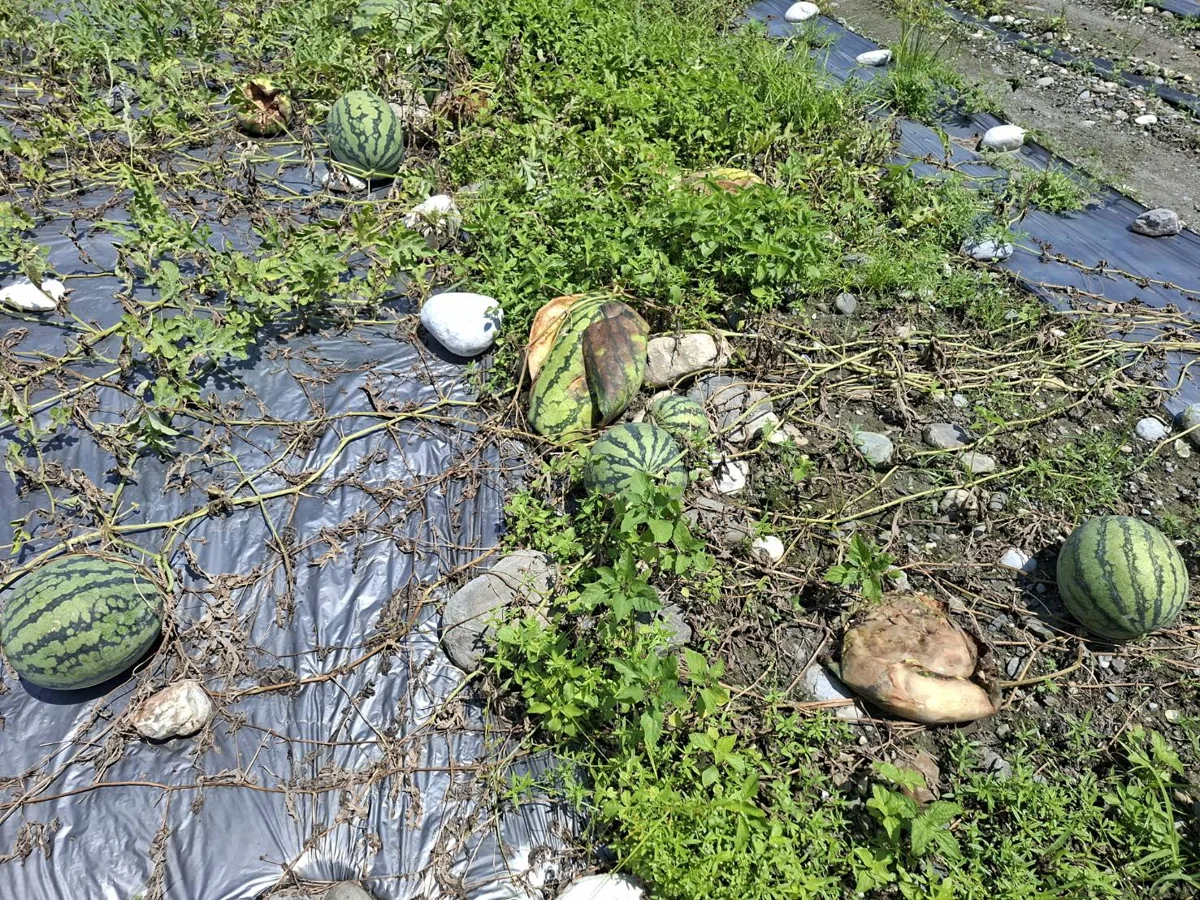 圖片來源：花蓮縣政府
