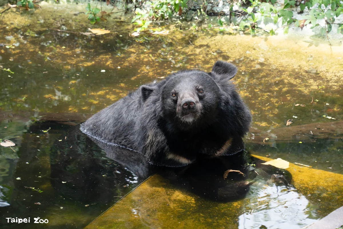 秋老虎發威!臺北市立動物園3大「動物浴場」大公開 順遊集章換限量小禮