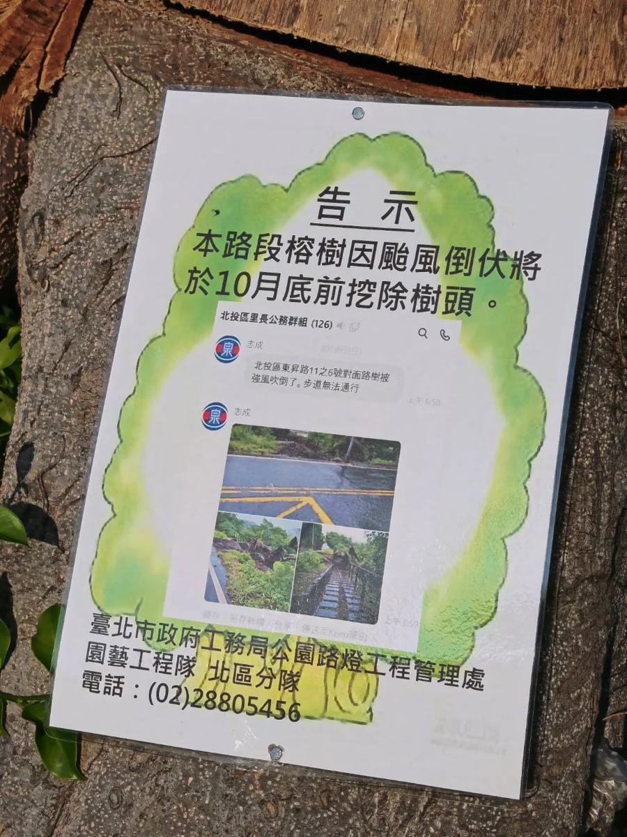 網傳北投泉源路路樹被砍還呼叫內政部?北市公園處曝真相:白海豚颱風吹倒3株榕樹