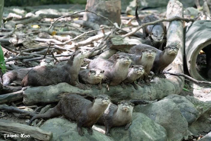 臺北市立動物園歲修倒數！7/2重新開園 揭密動物們的「無客時光」