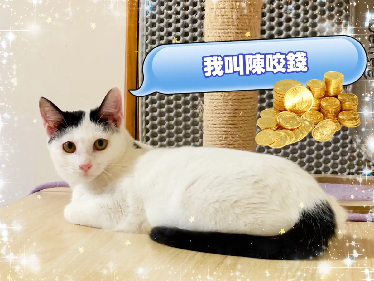 圖片來源:新北市政府