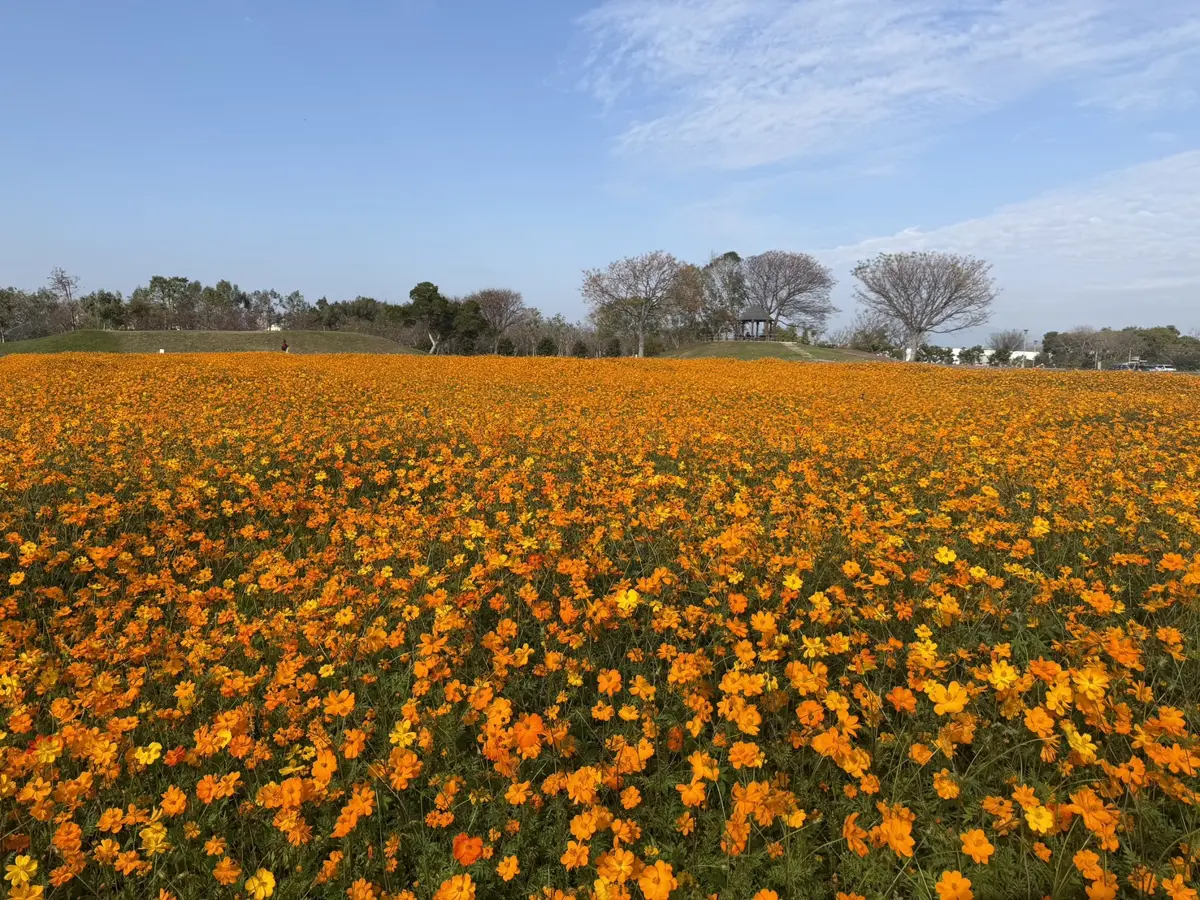 后里環保公園變身黃金花毯！3000平方公尺波斯菊盛開，春節走春必訪