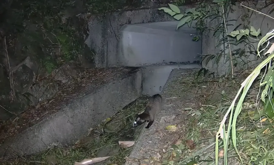 新北校園推「路殺」防治!邀170位國中生成為公民科學家,守護瀕危石虎