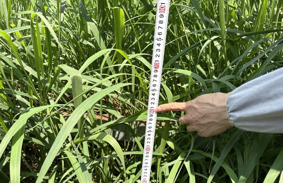 花蓮地主注意!空地雜草變「綠海」不清,最高恐吞3萬罰單