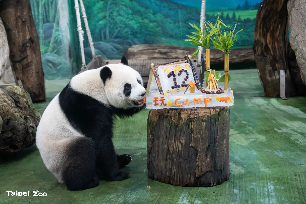 圓仔12歲生日 台北動物園熱鬧慶生
