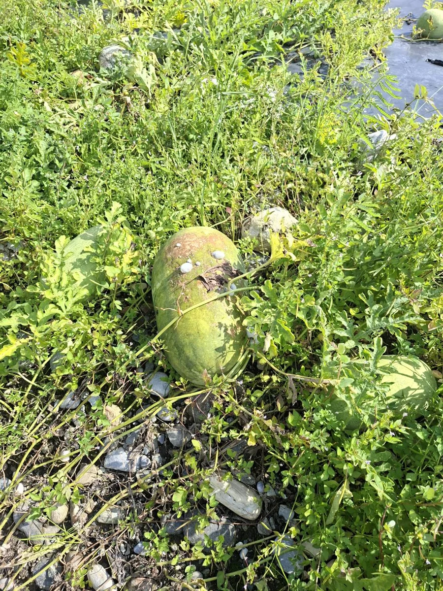 圖片來源：花蓮縣政府