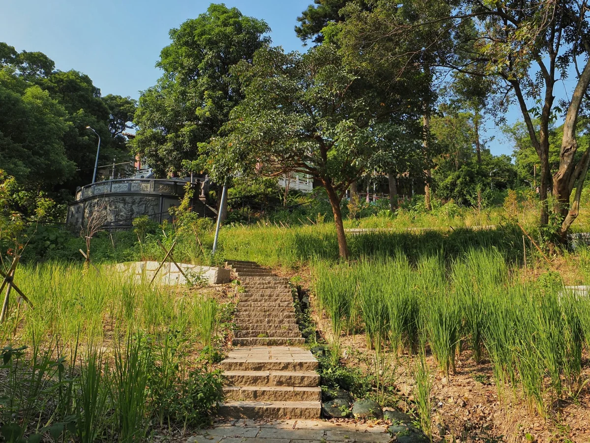 圓山風景區植樹藏驚喜!護坡稻草蓆變身「黃金稻浪」,大地處將推割稻體驗