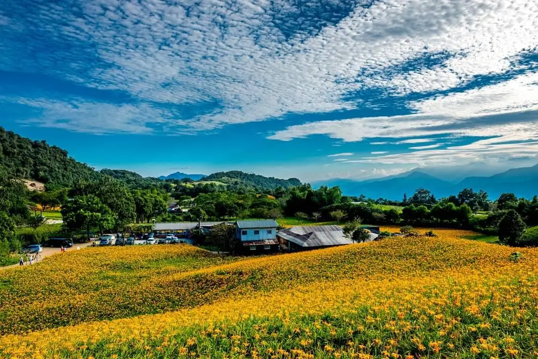 花蓮金針花季8/8登場!赤科山、六十石山黃金花海浪漫到10月