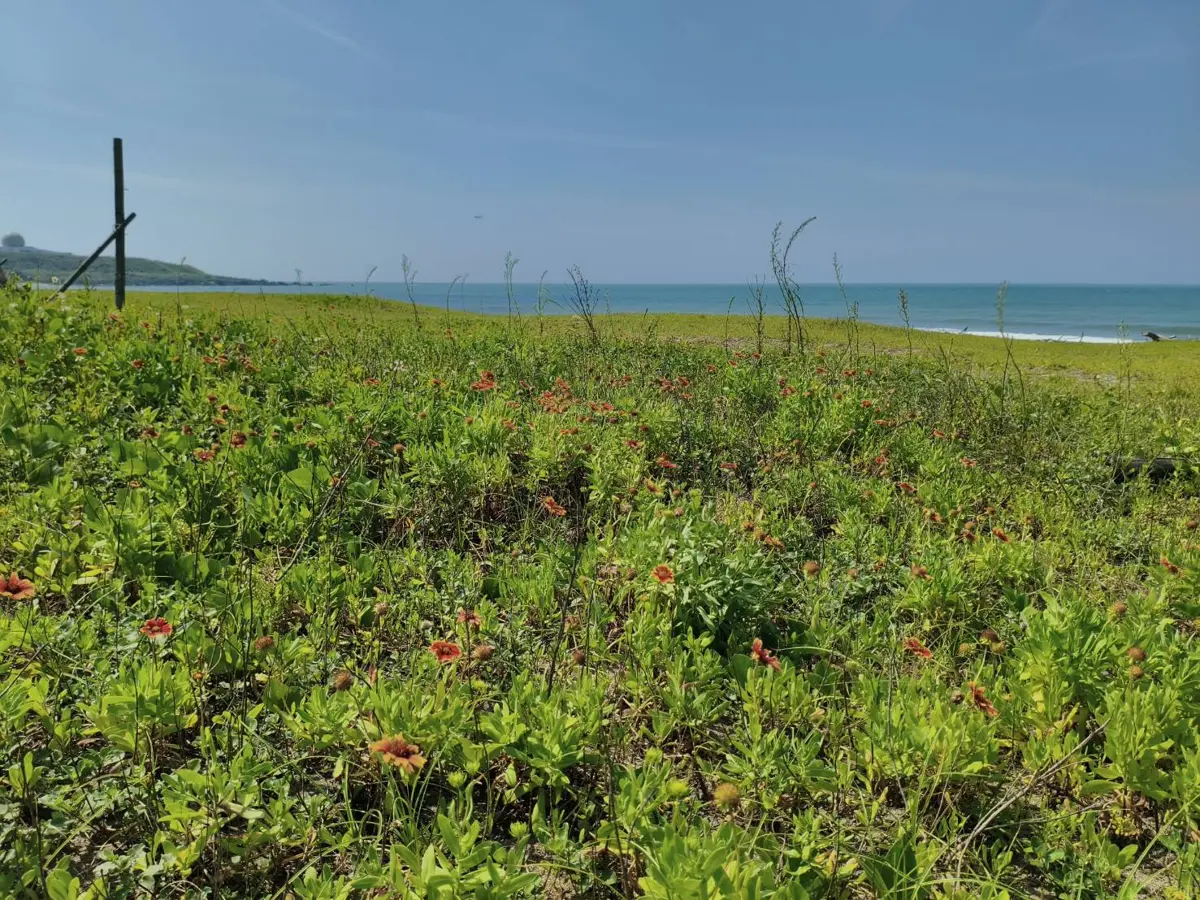 【2026夏日祕境】石門風箏公園橘紅花海大爆發！天人菊配湛藍海景超療癒 暑假必訪攻略 [圖]