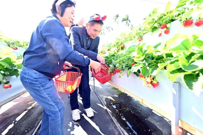 2025大湖草莓季開跑!鮮採草莓正對時 縣長鍾東錦力推一日遊行程