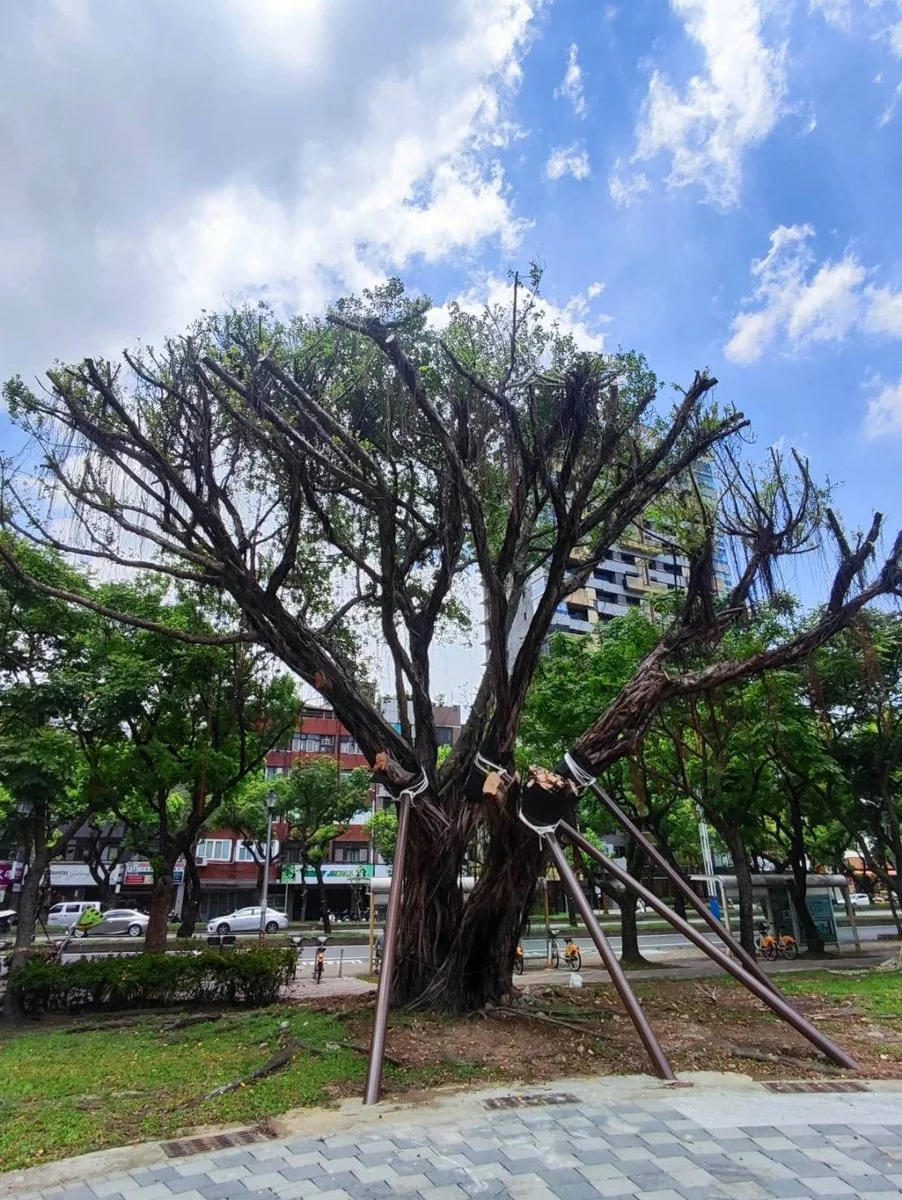 豪雨震倒13公尺老榕樹!北市府出動重機具 搶救福林公園受保護綠寶石