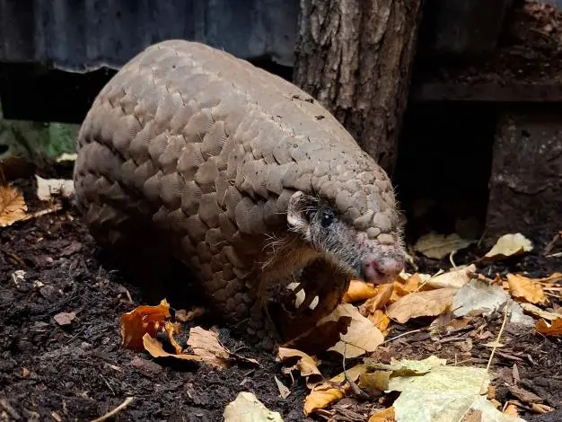 台灣之光!穿山甲「果寶」移居德國法蘭克福動物園 擔任保育大使穩固歐洲族群