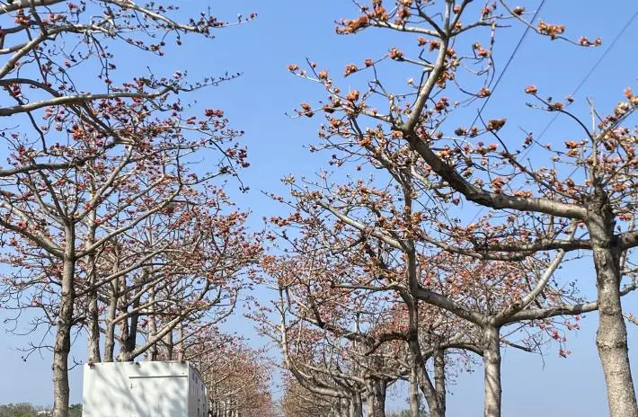 圖片來源:臺南市政府