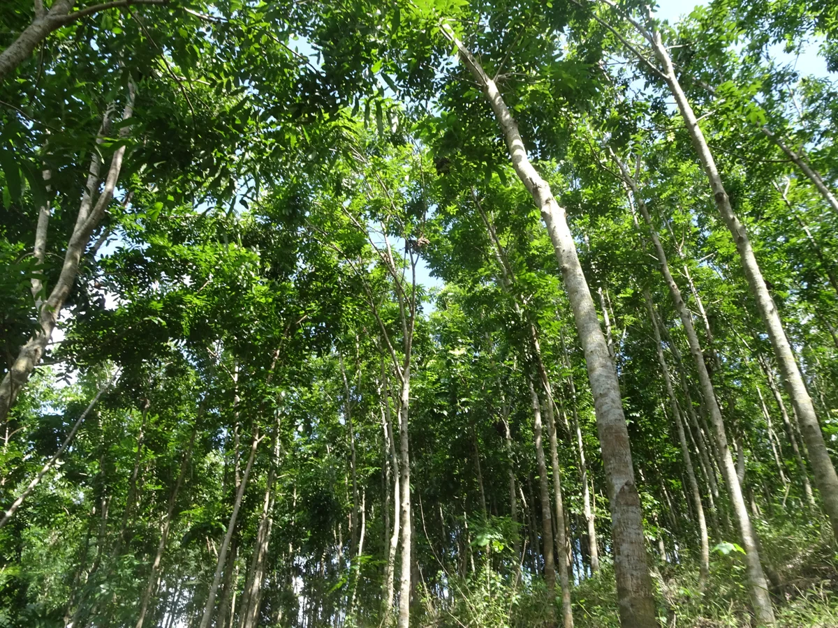 圖片來源:臺南市政府