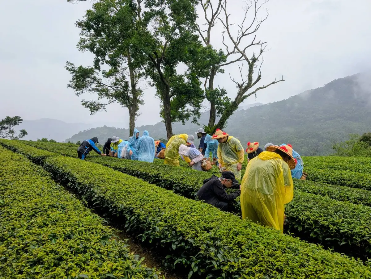 新北市攜手推ESG理念 深坑茶園體驗開跑