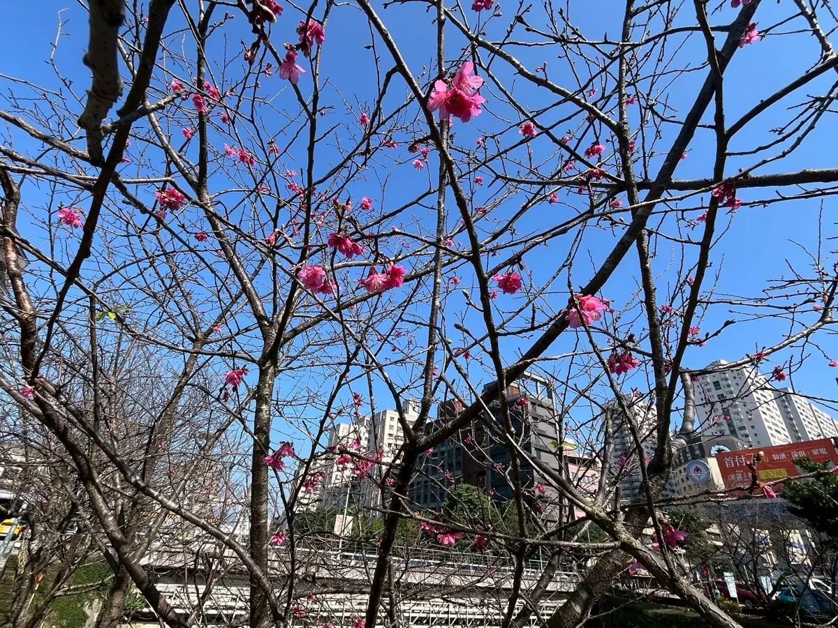 圖片來源:新北市政府