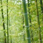 圖片來源:南投旅遊網-活動