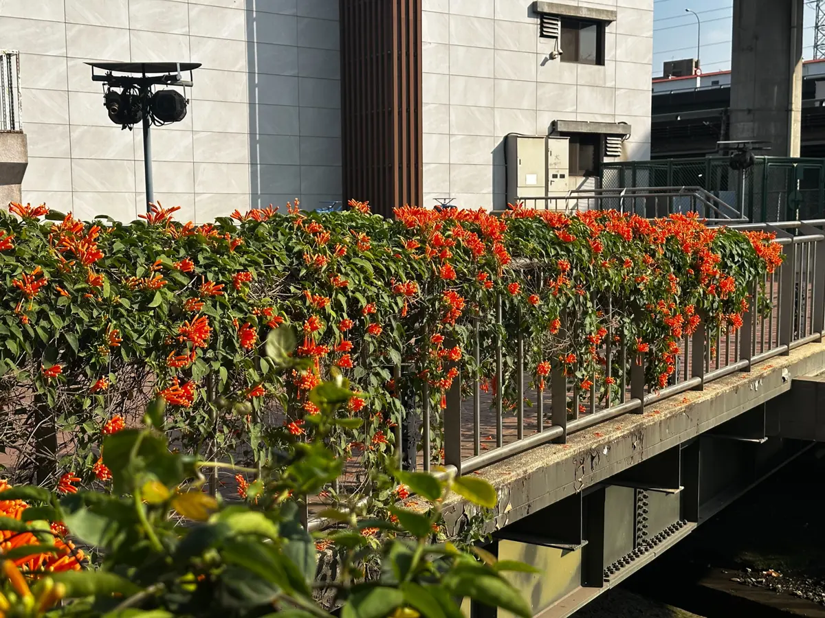 圖片來源:新北市政府