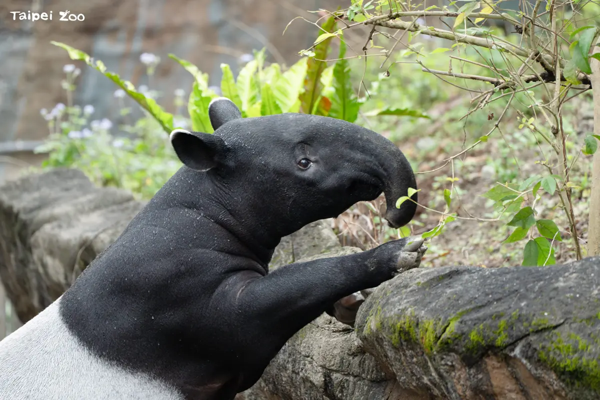 北市動物園馬來貘「莉姆路」轉大人!鬧獨立上演「少年貘」叛逆期
