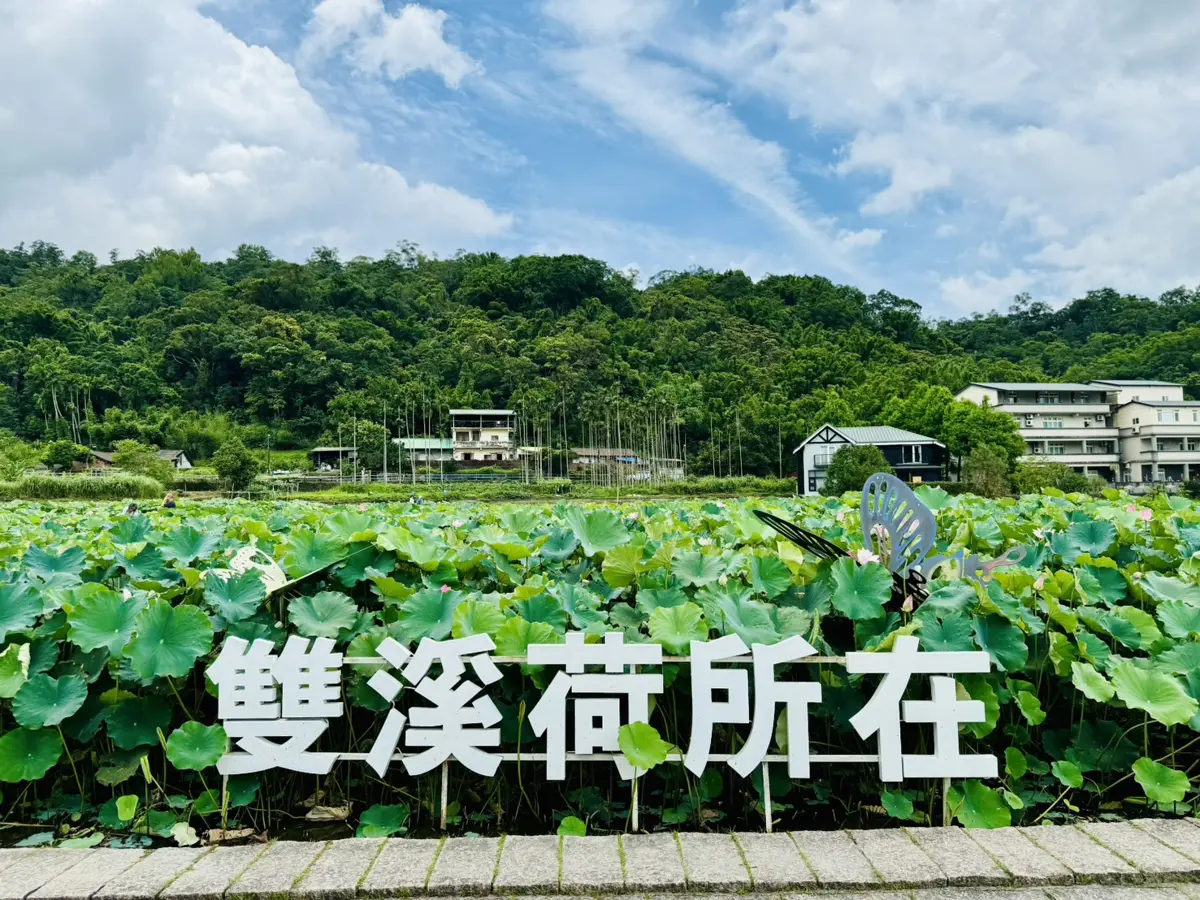 雙溪上林荷花田夏日盛開 吸引民眾賞花
