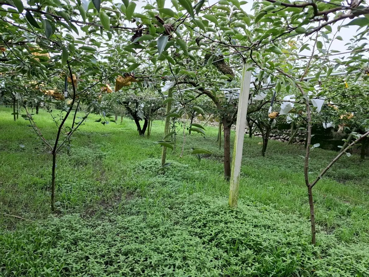 圖片來源：臺中市政府
