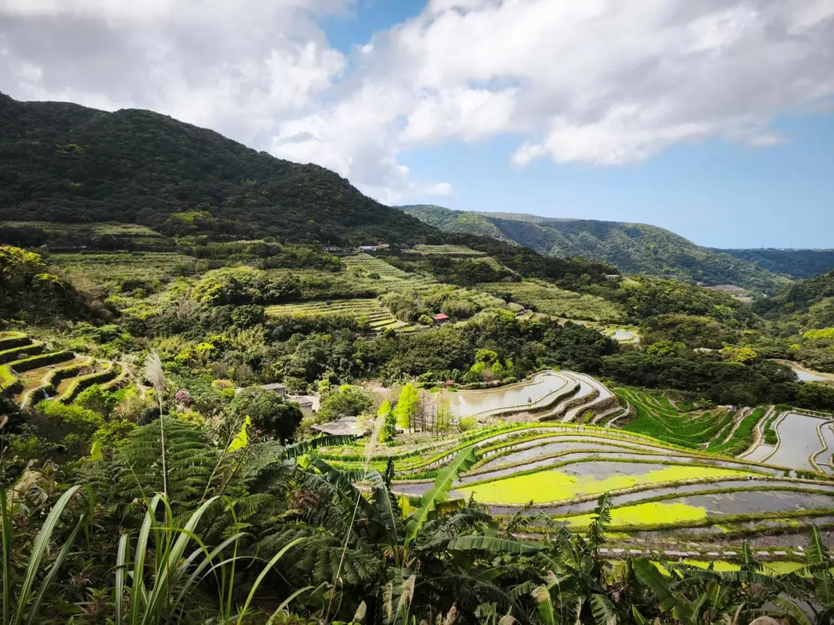 石門百年梯田變身鳶尾花海！兒童節連假限定，青農帶你品茶賞花玩食農