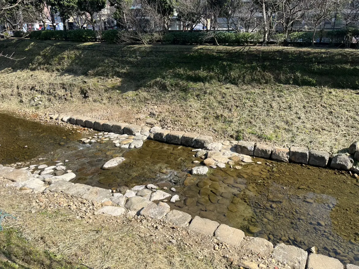 汐止康誥坑溪賞櫻秘境更安全了!市府「固床」工程完工、櫻花林危機解除