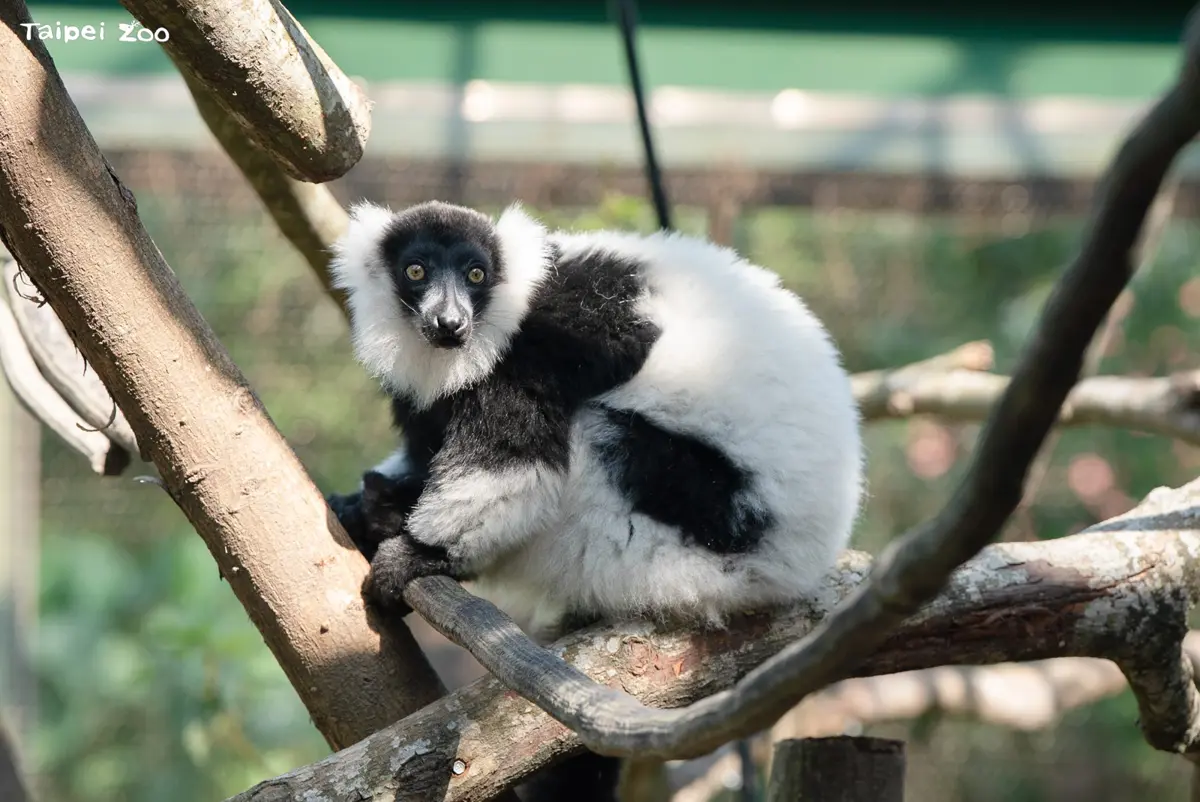 北市動物園狐猴豪宅開箱!6米挑高空間、跨物種室友全揭秘