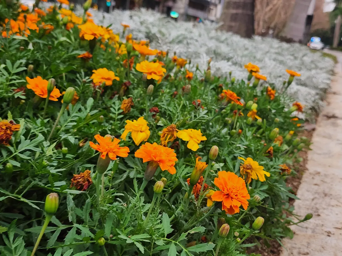 圖片來源:臺北市政府