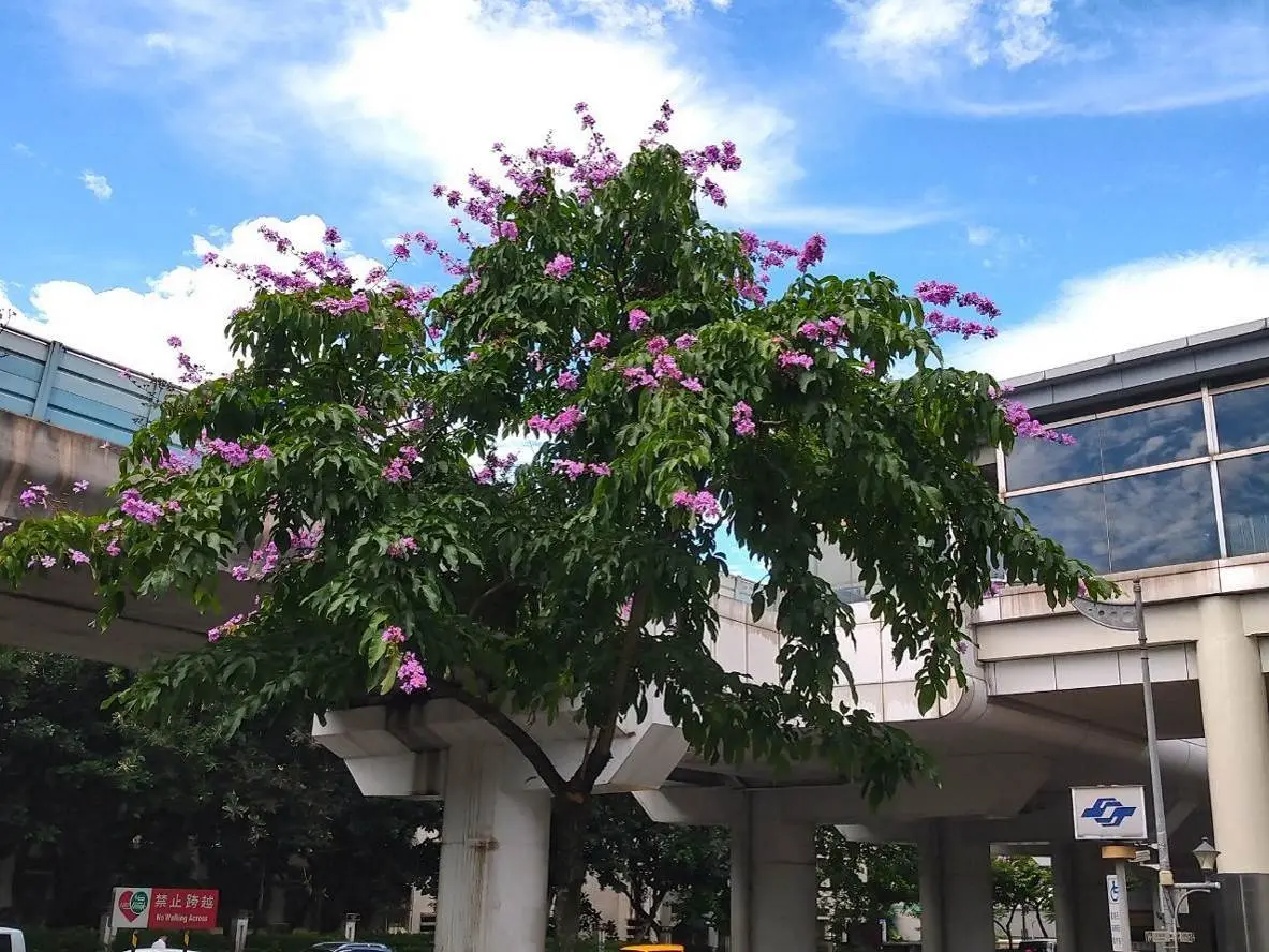 圖片來源:臺北市政府