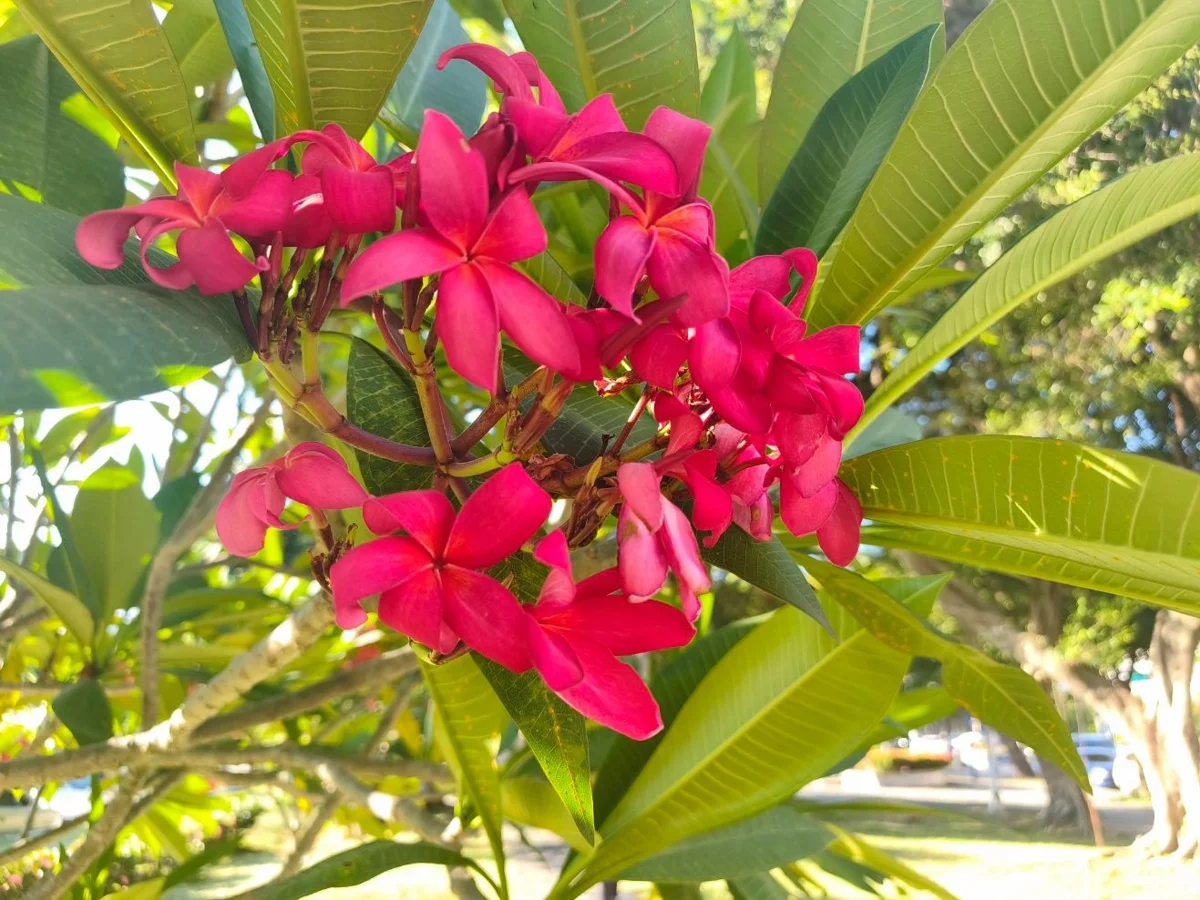 [2026夏日賞花] 天母蘭興一號綠地雞蛋花盛開！紅黃雙色絕美花毯大公開