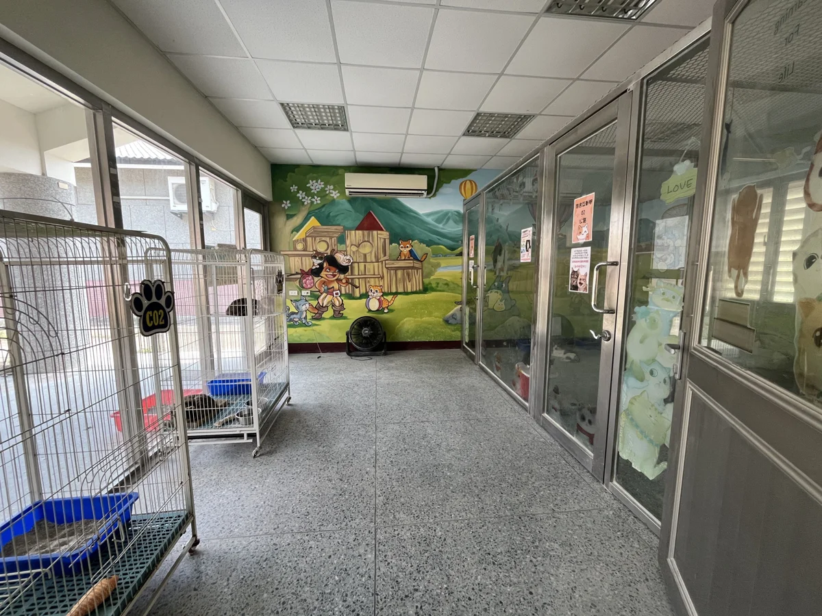打造安心貓舍!苗栗動保園區強化收容照護 助浪貓找新家