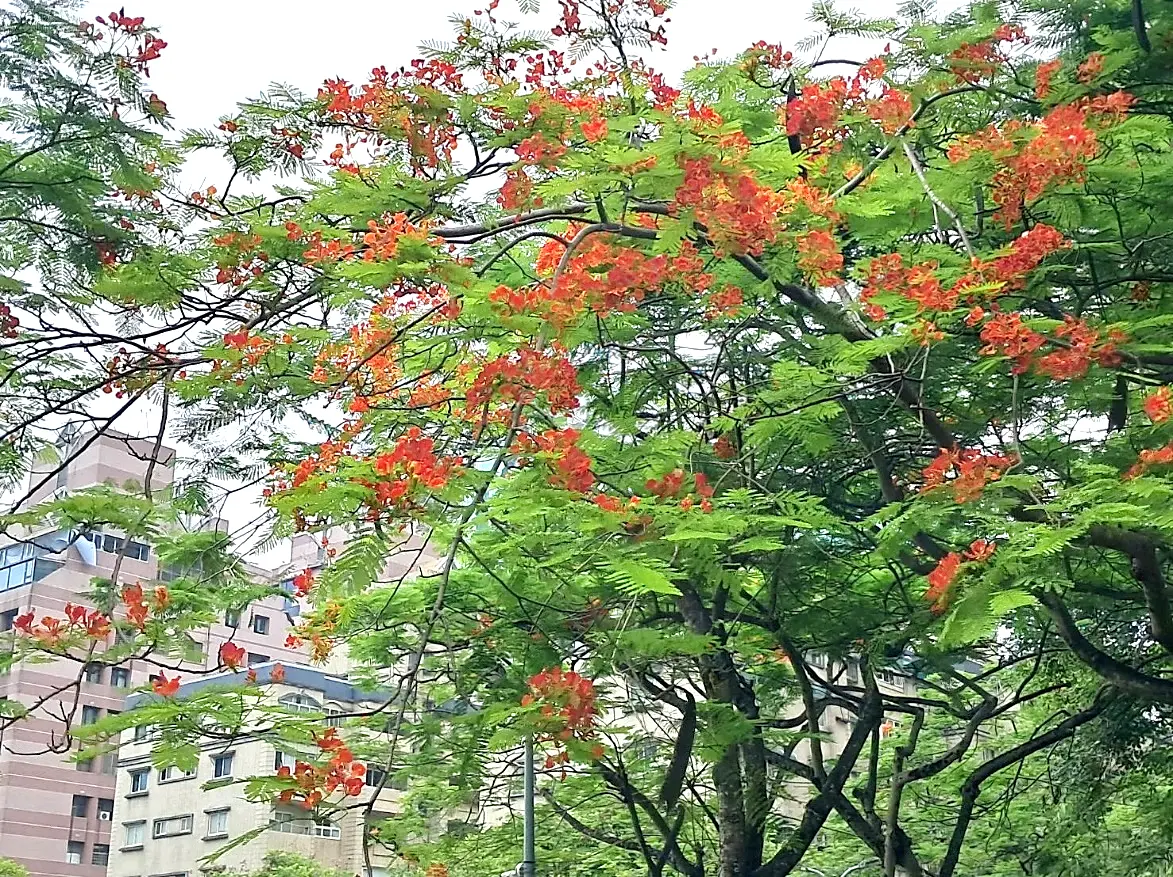 圖片來源:臺北市政府
