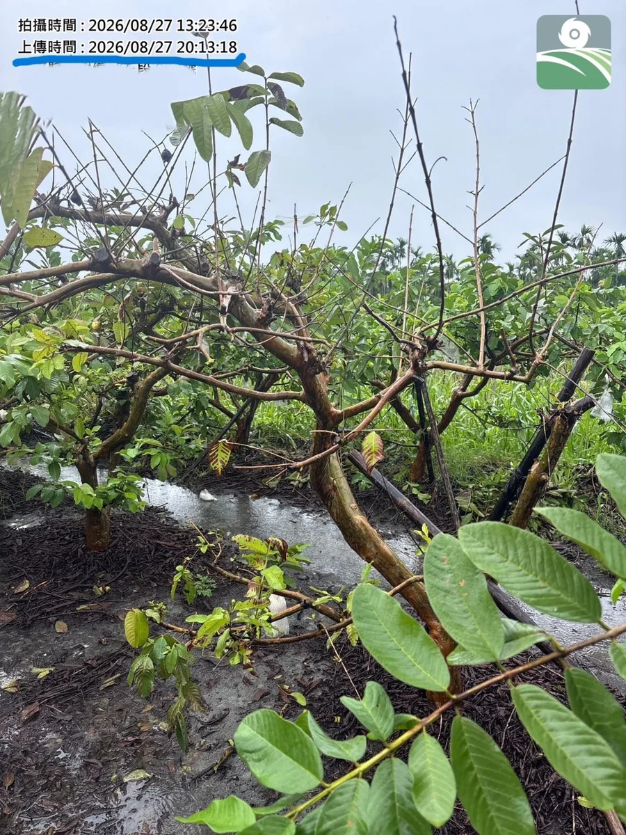 【屏東農損救助】8月豪雨現金救助申請至9/7!用「這款APP」拍照可免勘速領
