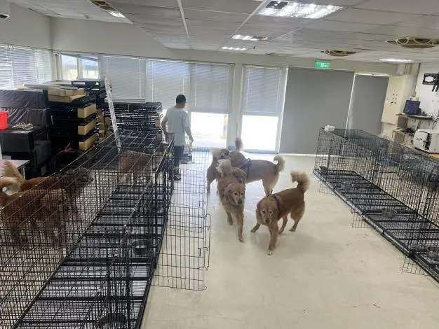 苗栗西湖虐狗案新進度！10隻毛孩遭緊急安置 動防所重罰飼主7萬5