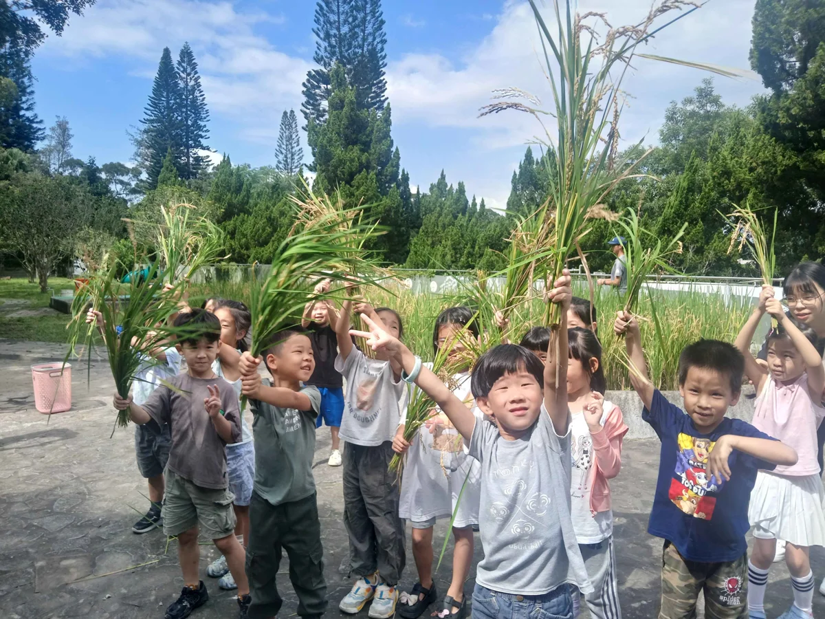 雙溪國小化身一日農夫!學生親下田割稻 體會「粒粒皆辛苦」
