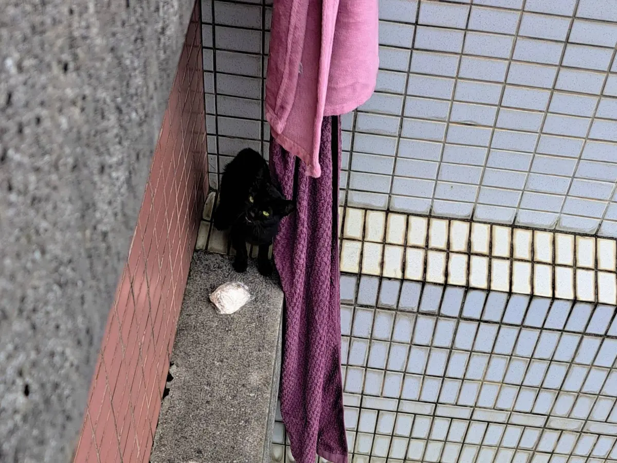 圖片來源:新北市政府